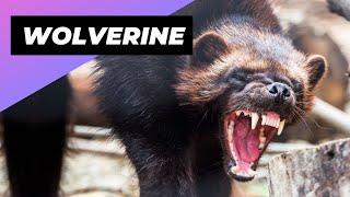 Wolverine  The Little-Known Beast Of The North!