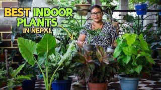 Best Indoor Plants In Nepal And Their Arrangment Style I Pabitra Garden