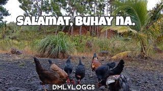 Anong nangyari sa Kalamansi na minarcot ko  three months ago? | DML Vloggs