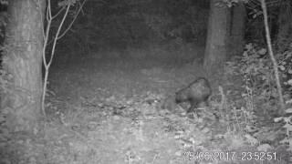 2017-06-25 23h53 Raccoon dog meets Hedgehog