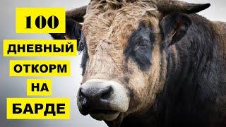 Доращивание и Откорм Бычков на Барде | Мясное скотоводство | Откорм крупного рогатого скота | КРС