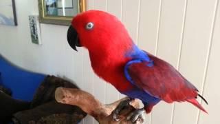 Madonna the eclectus hen having a chat