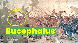 Alexander the Great Favourite Horse BUCEPHALUS