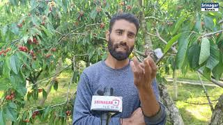 Cherry Harvesting Begins In Kashmir