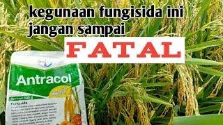 Manfaat Fungisida Antracol