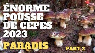 Porcini PARADISE (part2): a great FINAL ! Porcini mushroom season 2023 #porcini #mushrooms