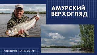 Амурский верхогляд