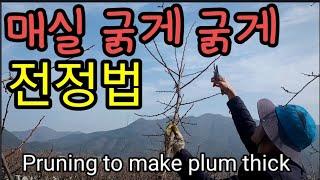 매실 굵게 하는 전정법을 아세요?Pruning to make plum thick