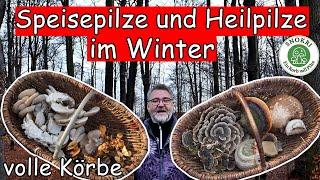 Speisepilze und Heilpilze im Winter - Drei Seitlinge im Vergleich - Tip für Austernseitlings-Sammler