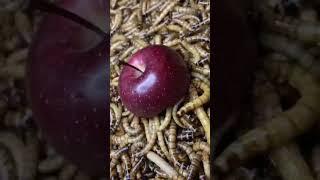 MEALWORMS  APPLE  #insects #timelapse #worms #mealworms #superworms #superworm #timelaps