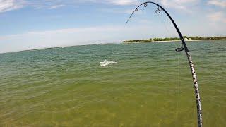 Savage Wade Fishing From Beach on Topwater Lure!