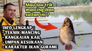 CARA MANCING GURAME DI KOLAM ‼️ UMPAN, RANGKAIAN IKAN GURAME PEMANCINGAN CINANGKA INDAH