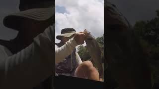 HAWG Nolichucky River Smallmouth #shorts #youtubeshorts #nolichuckyriver