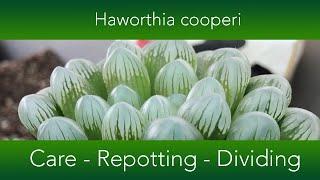 Haworthia cooperi - How to grow and repot the Window or Crystal Succulent.