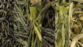 iTeaworld Newest Green Tea | Exploring the Unique Flavors of High-Mountain Green Teas