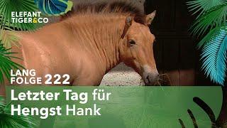 Hengst Hank zieht aufs Land (Langfolge 222) | Elefant, Tiger & Co. | ARD