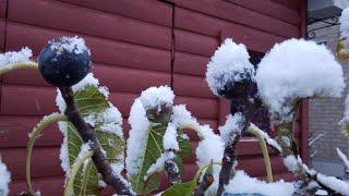 Easy growing figs in a cold climate. Grow figs in Canada with ease.