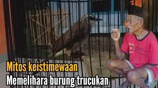 Mitos dan keistimewaan memelihara burung Trucukan ,,