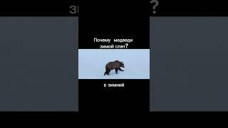 Почему медведи зимой спят?