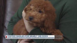 Foster Families for nearly 100 dogs