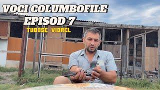 Voci Columbofile - Episod 7 - Tudose Viorel - Buzau / Costesti