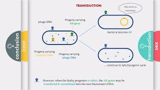 Risks of Ф therapy | 2(a). Spreading of Antibiotic Resistance Gene