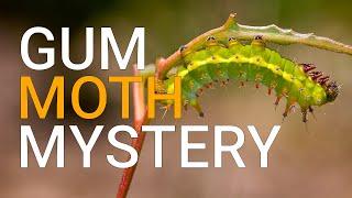 Have you seen an Emperor gum moth lately?