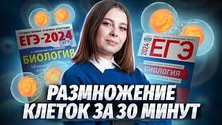 Митоз и мейоз за 30 минут | Биология ЕГЭ для 10 класса | Умскул