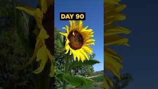 Grow SUNFLOWERS from Seed - 120 DAYS