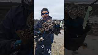 FVF® - Fuerteventura Fishing. Cracking grouper catched by LUCA BANDIERI #fuerteventura #fishing