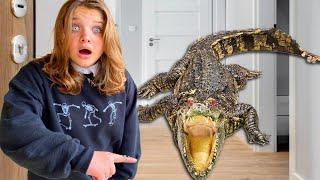ALLIGATOR in OUR HOUSE! Aubrey and Caleb TRY to TRAP the Alligators!