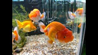 Goldfish, keeping them alive and healthy for years using an Anoxic filter