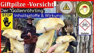 Der Gallenröhrling! Vorsicht beim Pilze sammeln im Wald - Giftpilze im Porträt - August 2023