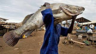 WE caught big FISH in LAKE VICTORIA, KENYA, AFRICA