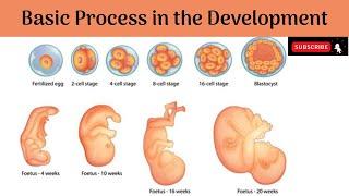 Basic Process in the Development | Growth & Differentiation | Organisers #Anatomy #mbbs #education