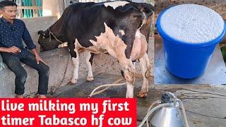 Live milking my first timer Tabasco hf cow at kamiyab dairyfarm