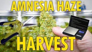 Amnesia Haze Autoflower Harvest and Dry Weight