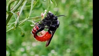 The Mating Behaviour of The Velvet Ant