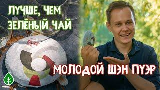 Пуэр вместо зелёного чая!?  Шэн пуэр "Уляншань Органик" | Art of Tea, китайский чай