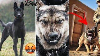 Belgian Malinois Attacks! Tiktok Compilation (baddest moments)