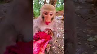monkey short video monkey very nice seen monkey funny videos #viral #subscribe