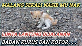 ANAK KUCING LARI DI TENGAH JALAN RAYA HAMPIR KELINDAS MOTOR‼️