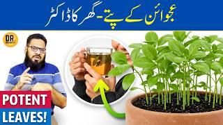 Ajwain Ke PATTE Ke Fayde/Istemal | Ajwain/Carom Leaves Benefits | Dr. Ibrahim