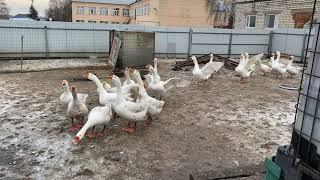 [geese] Гуси, гуси, га-га-га - есть хотите? Да-да-да