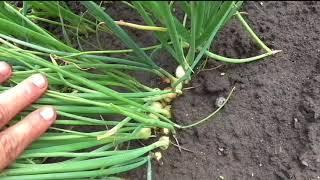 Как я выращиваю лук севок