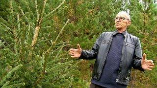Житель Старокамышинска вырастил сосновый бор на своем участке
