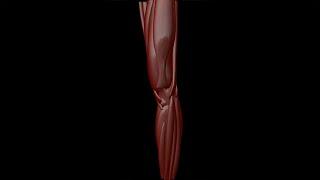 Human muscle system  - Knee Close Up