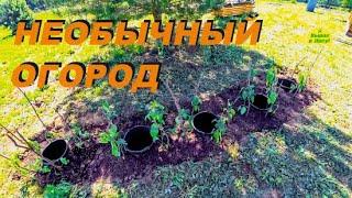 Сажаем Необычный Огород. Подключаем Воду. Дом 3х3 в Деревне