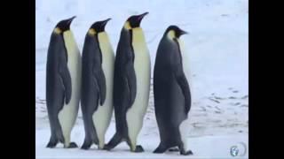 Смешные Пингвины! Говорящие )))  FUNNY PENGUINS! )))