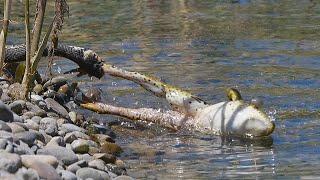 Dramatic long fight between grass snake and frog / Langer Kampf zwischen Ringelnatter und Frosch